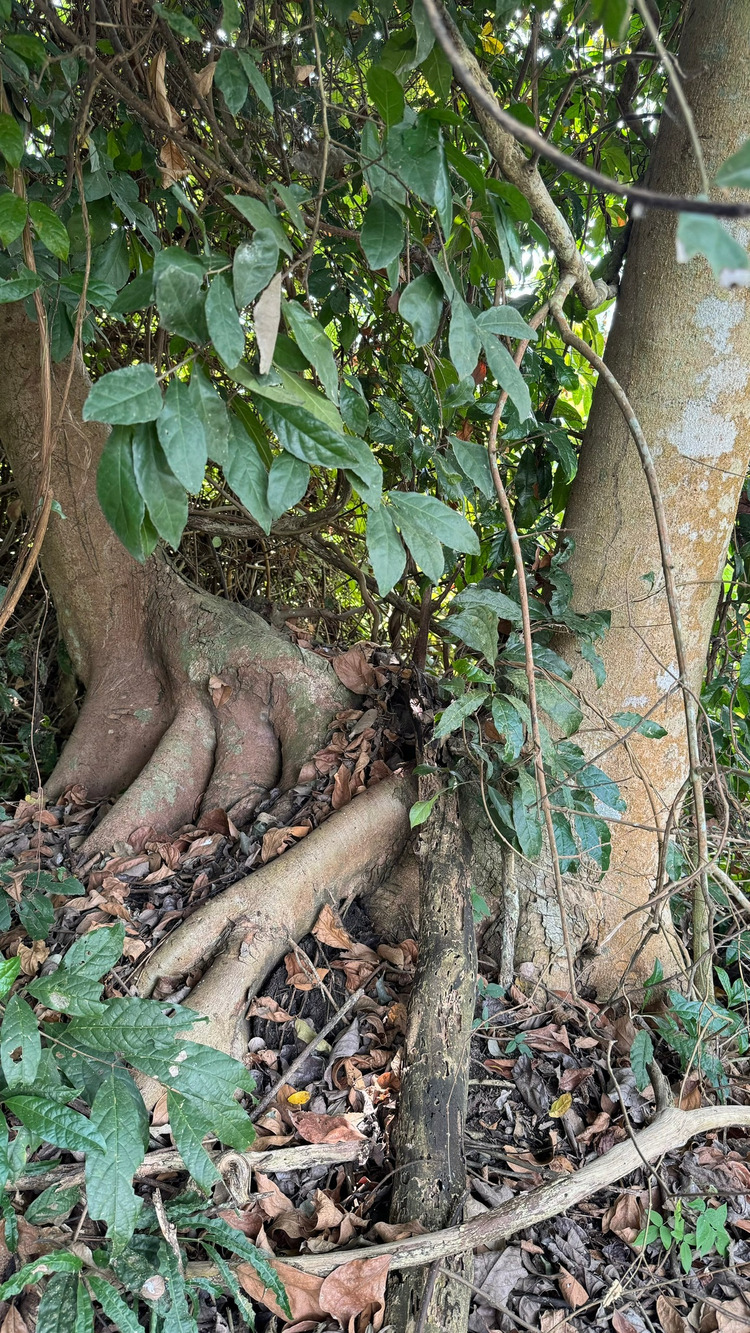 Đất giáp sông, rạch, hồ