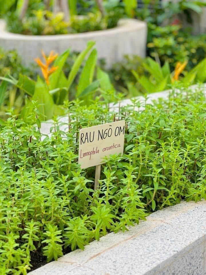 VINHOMES GRAND PARK QUẬN 9 LÀ CÁI “BẪY GẤU” CHO NHỮNG KHÁCH YÊU MÀU HỒNG!