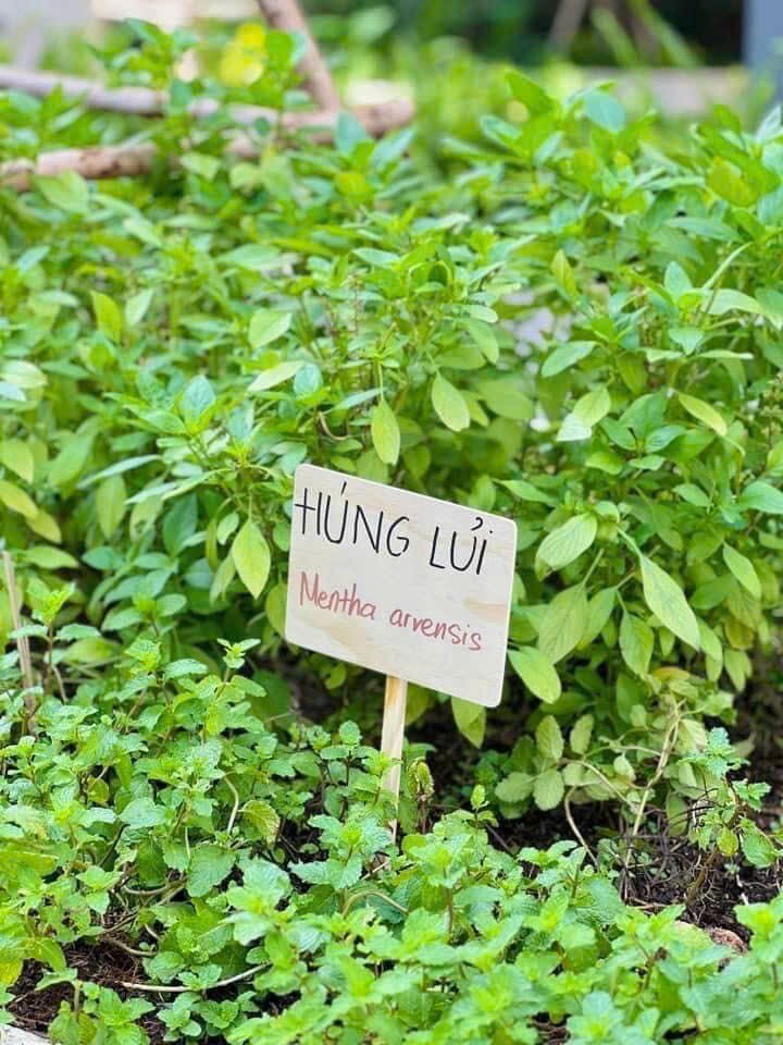 VINHOMES GRAND PARK QUẬN 9 LÀ CÁI “BẪY GẤU” CHO NHỮNG KHÁCH YÊU MÀU HỒNG!