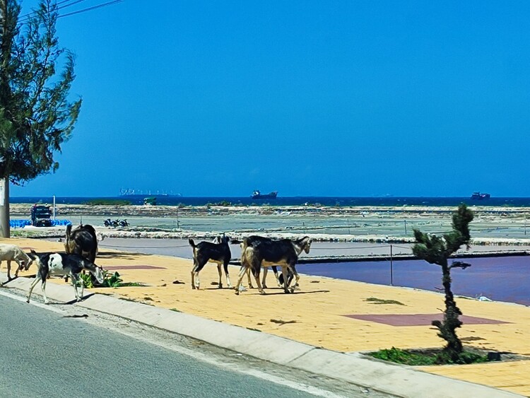 Cung đường chữa lành, Phan Rang - Đà Lạt hè 2024