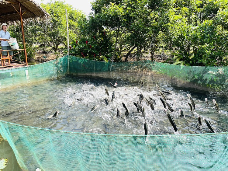 Du lịch Miền Tây ( Cần Thơ - Tiền Giang)