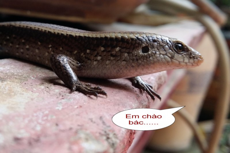Giao lưu hàng ngày giữa Các Mem Hội Chém Gió Giao lưu hàng ngày giữa Các Mem Hội Chém Gió