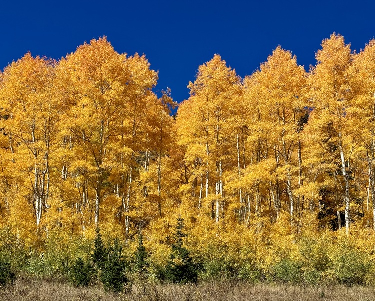 Cây Aspen