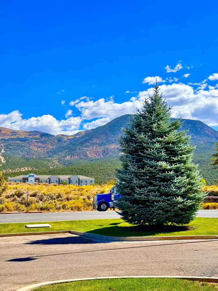 Thông Colorado Blue Spruce