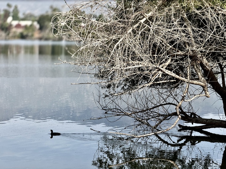 Peck Road Water Conservation Park