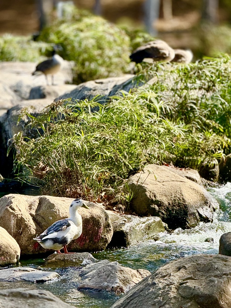 Kenneth Hahn State Recreation Area