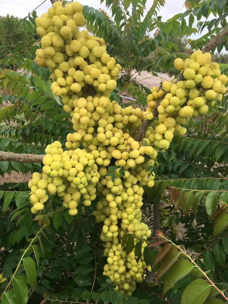 Elysian Lò Lu của Gamuda tái khởi công Elysian Lò Lu của Gamuda tái khởi công
