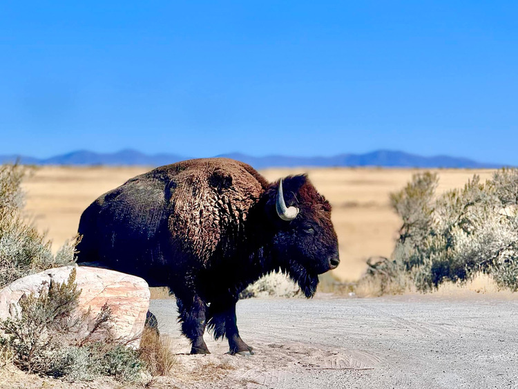 American bison - Antelope Island State Park