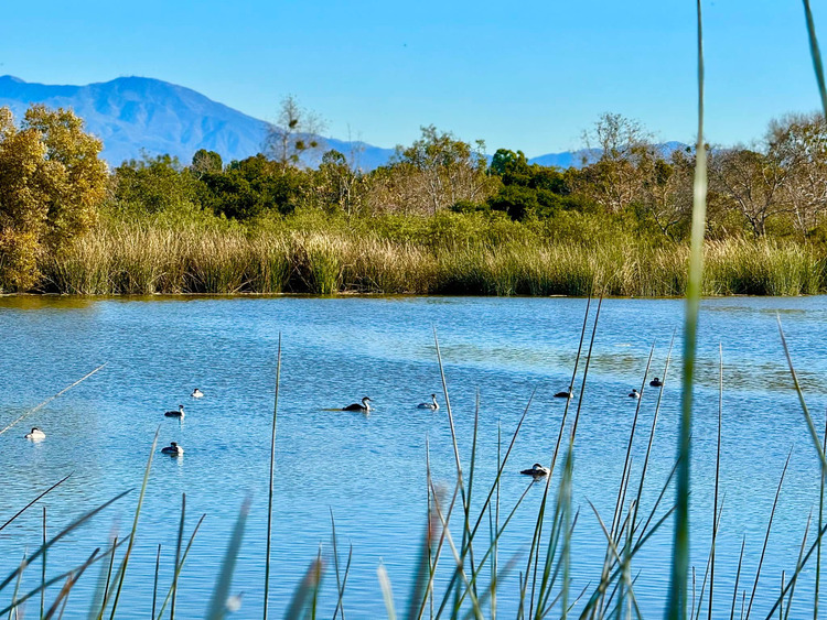 San Joaquin Marsh and Wildlife Sanctuary