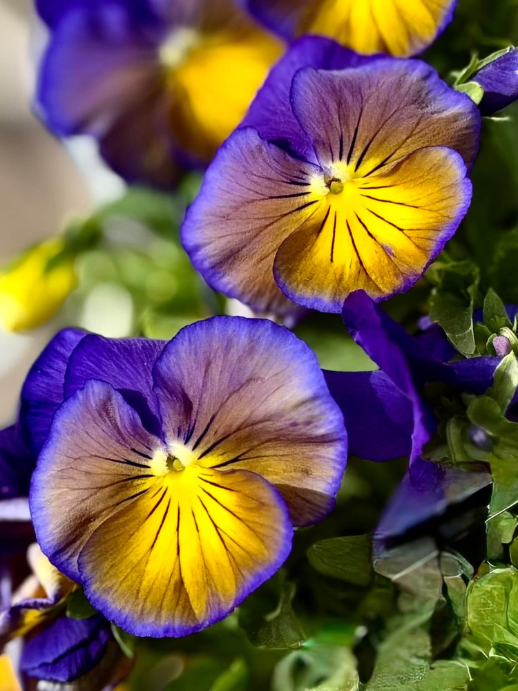 Hoa Pansy