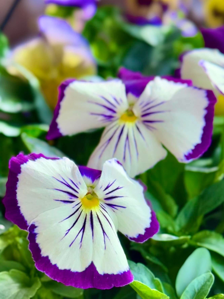 Hoa Pansy