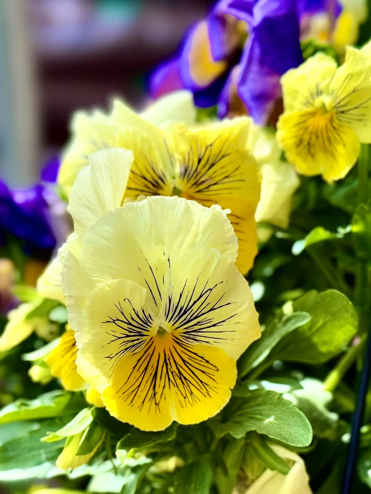 Hoa Pansy