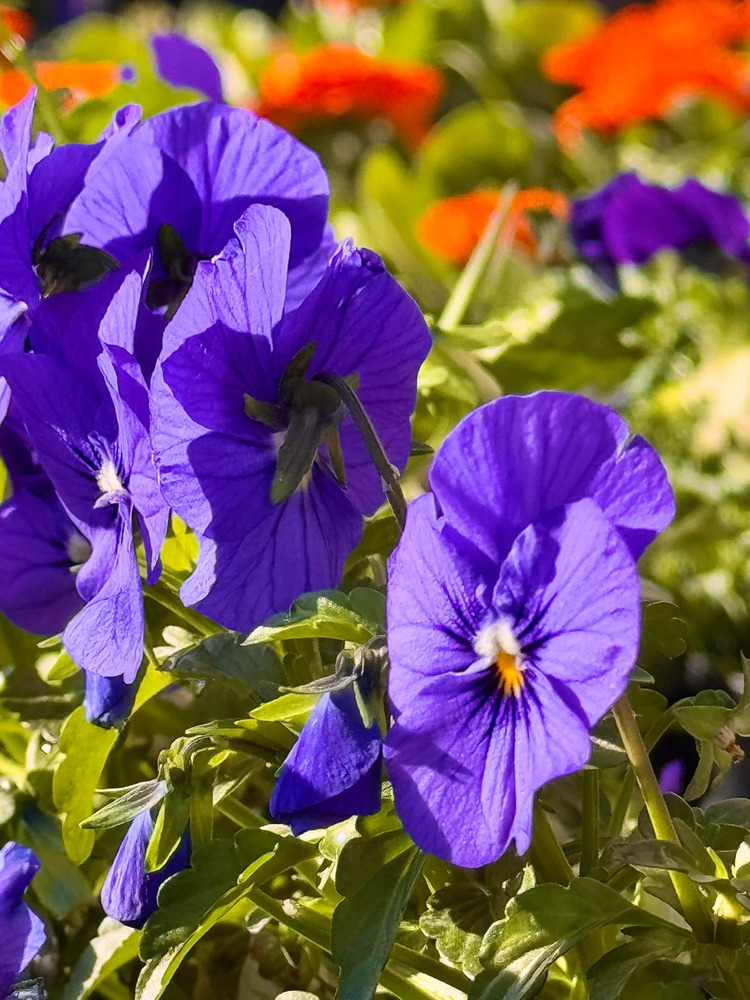 Sắc tím Pansy