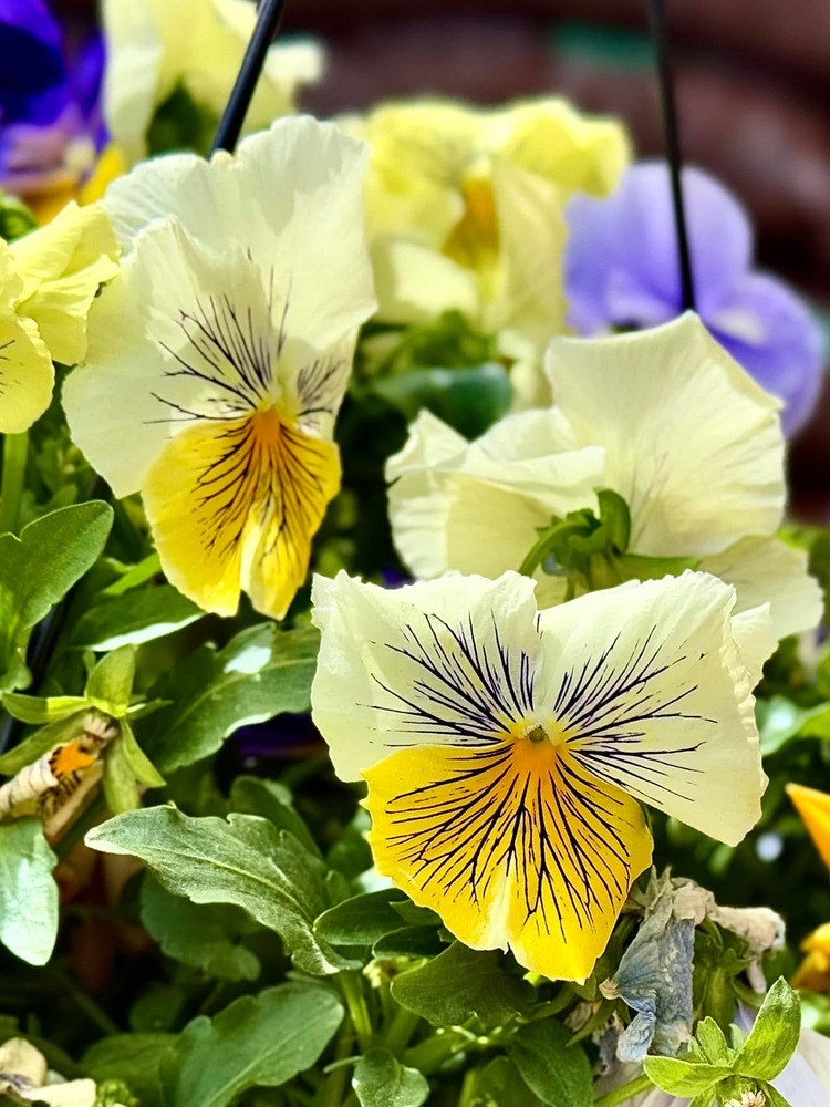 Hoa pansy