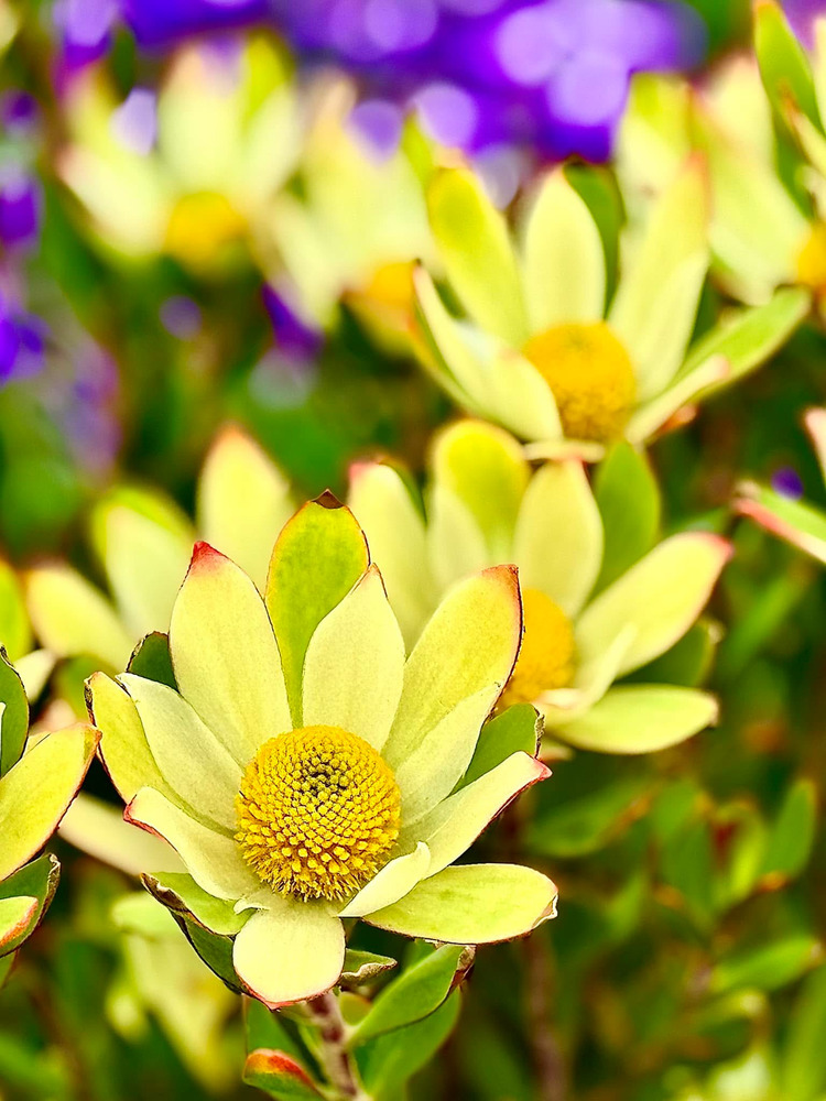 Hoa Leucadendron
