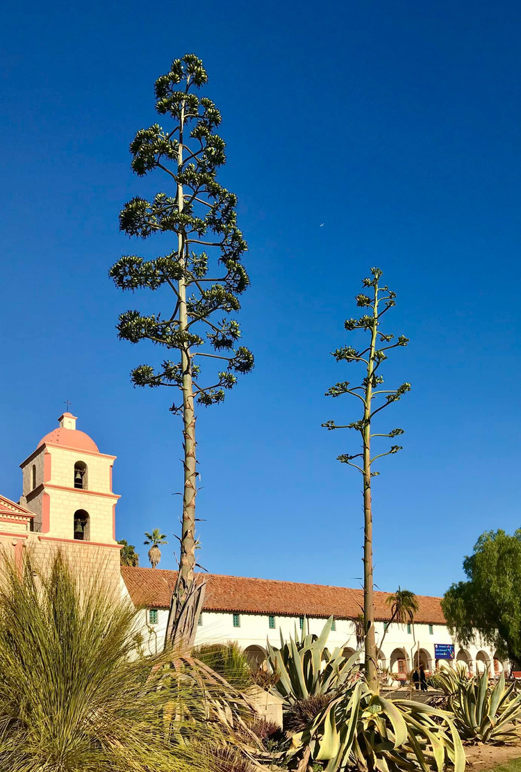 Santa Barbra