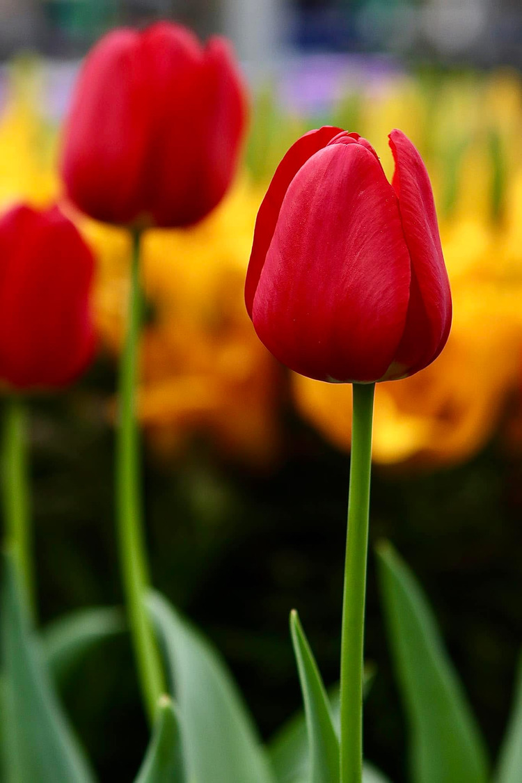 Hoa tulip