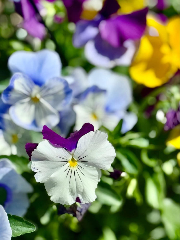 Hoa pansy