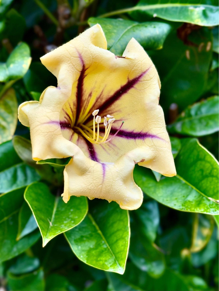 Hoa chưa biết tên