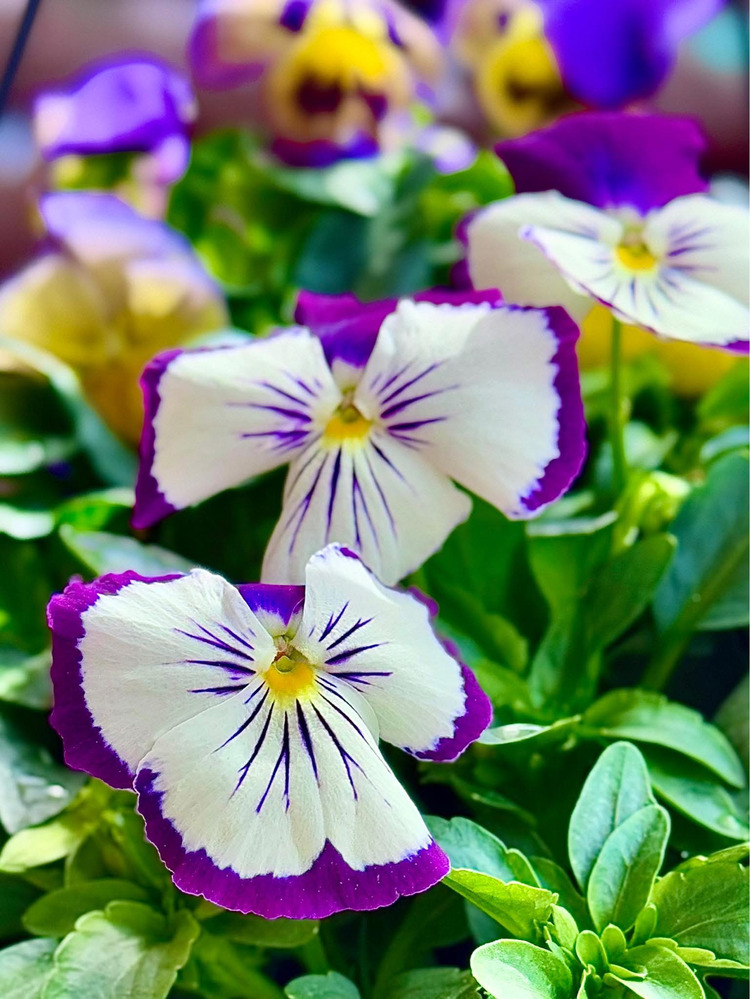 Hoa pansy