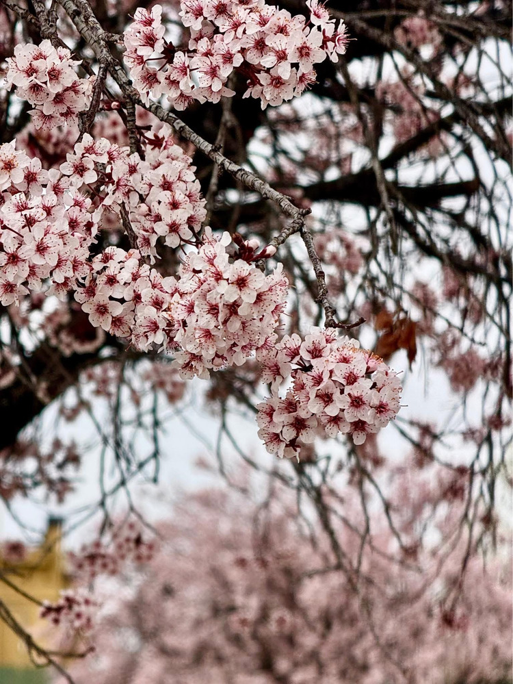 Hoa mận anh đào  (Pueblo - Colorado)