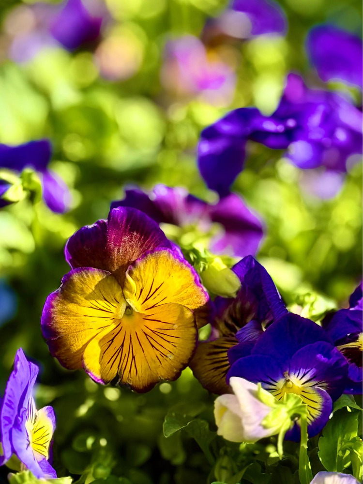 Hoa pansy