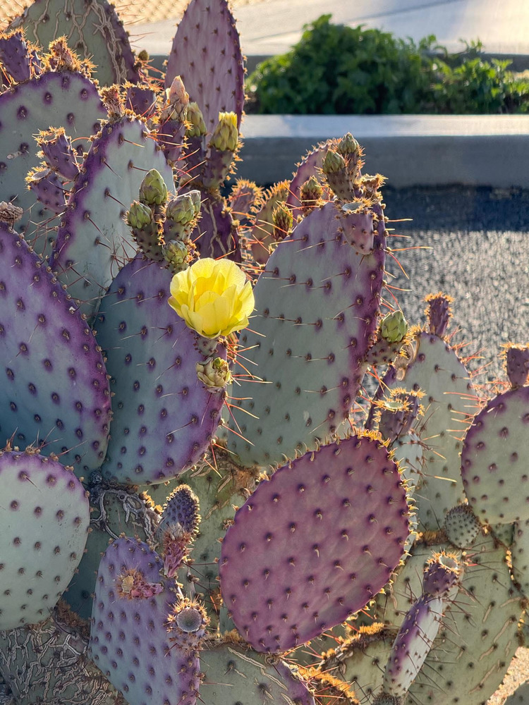 Xương rồng Nopal