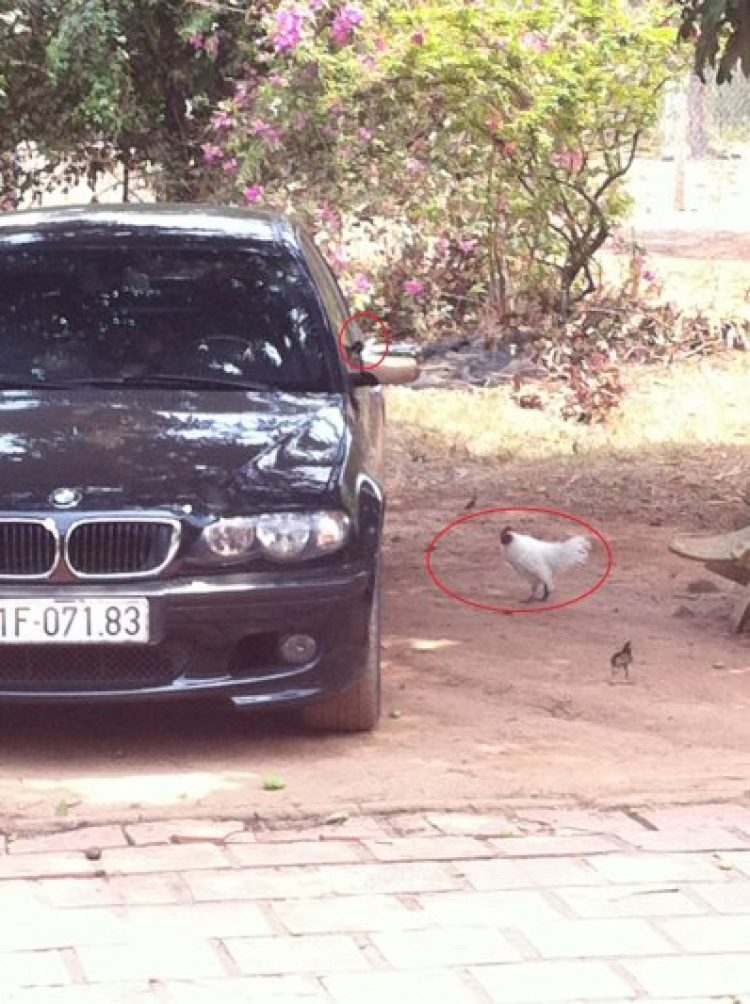 Nhờ các bác chỉ giáo về E46 Nhờ các bác chỉ giáo về E46