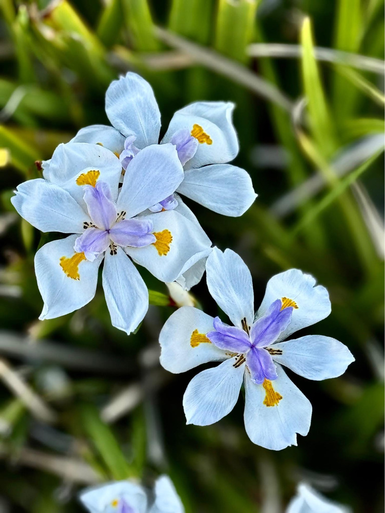 Hoa diên vĩ Châu Phi