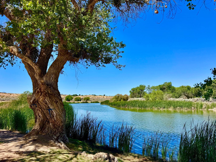 Mojave Narrows Regional Park