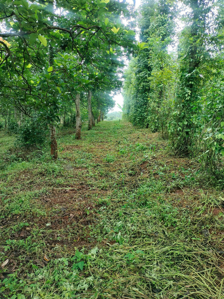 Bán vườn trái cây nhỏ nhỏ xinh xinh