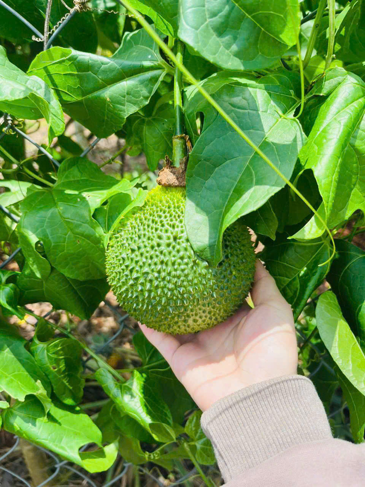 Bán vườn trái cây nhỏ nhỏ xinh xinh