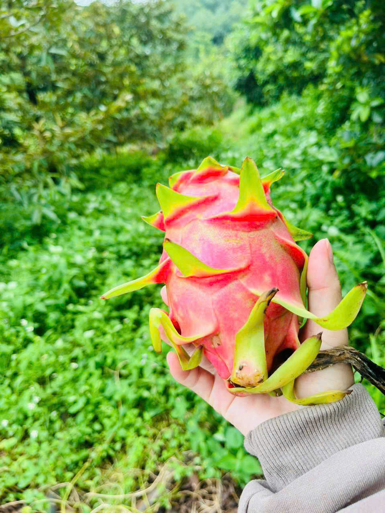 Bán vườn trái cây nhỏ nhỏ xinh xinh