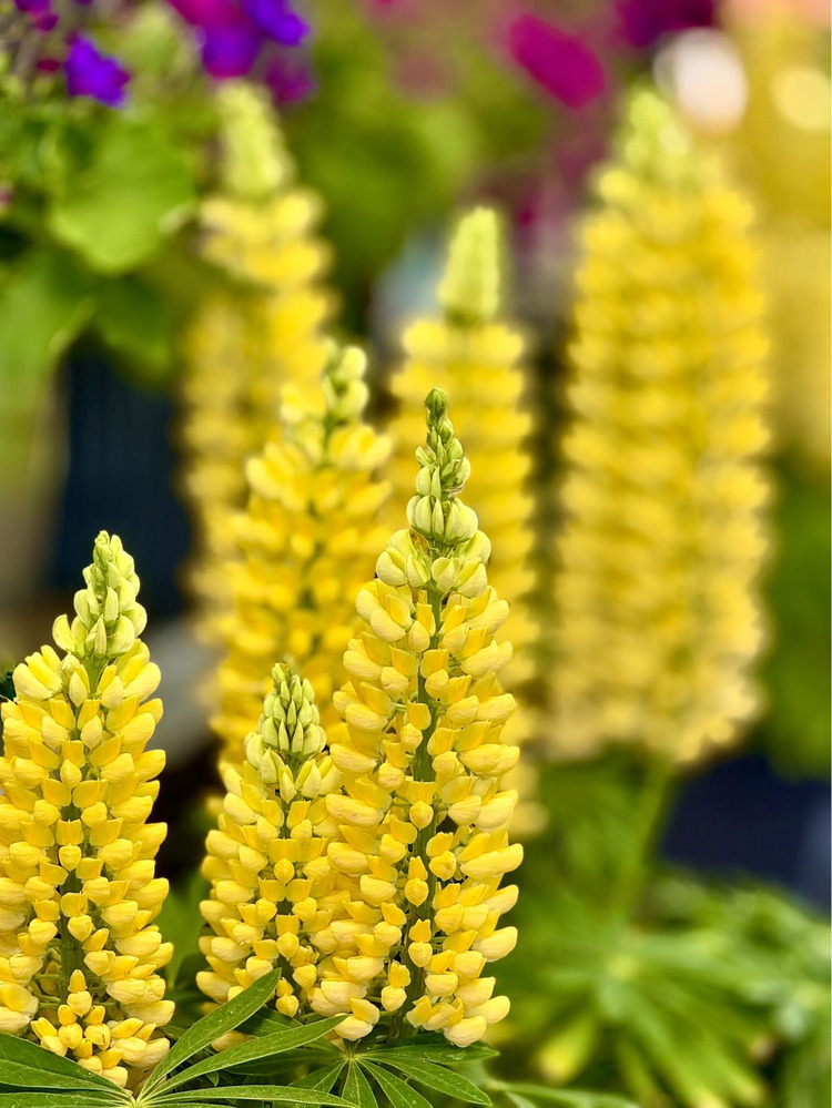 Hoa Lupin
