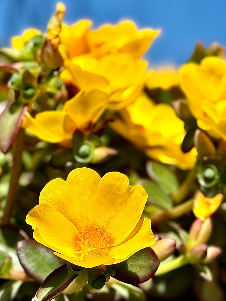 California - Xứ Hoa Không Hẹn