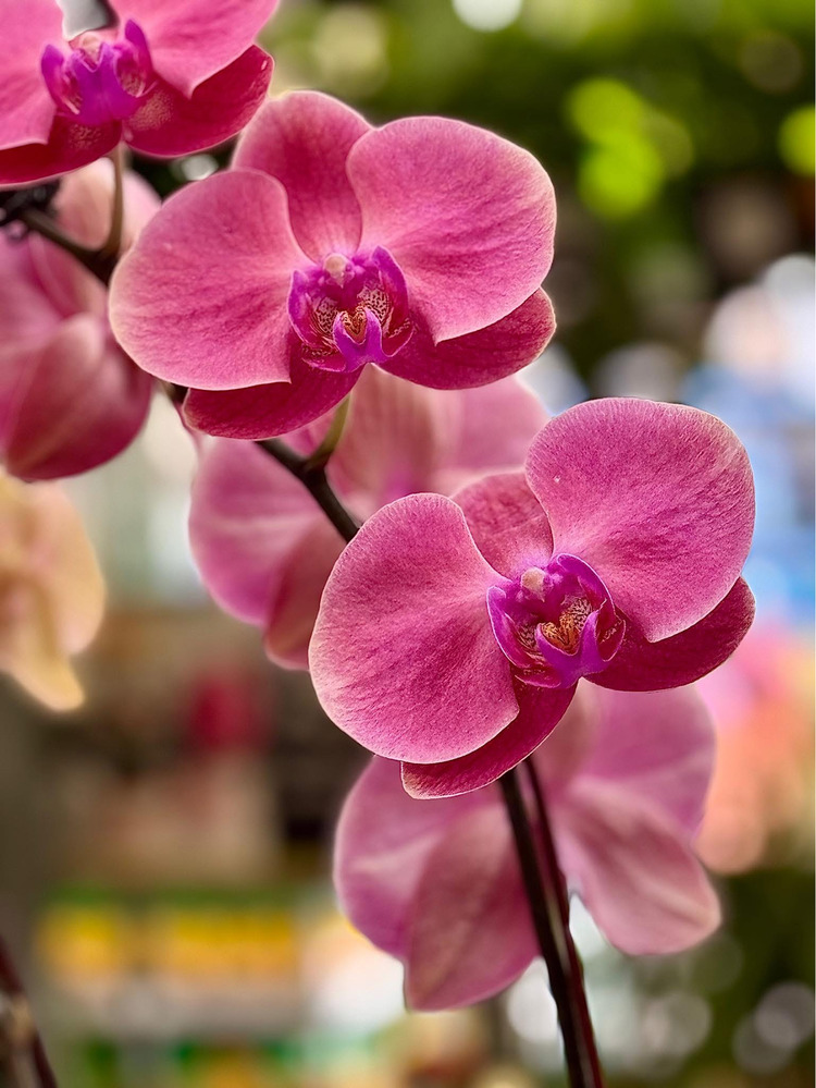 California - Xứ Hoa Không Hẹn