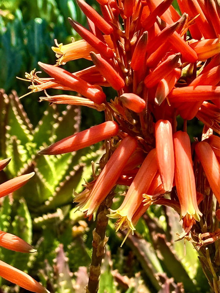 California - Xứ Hoa Không Hẹn