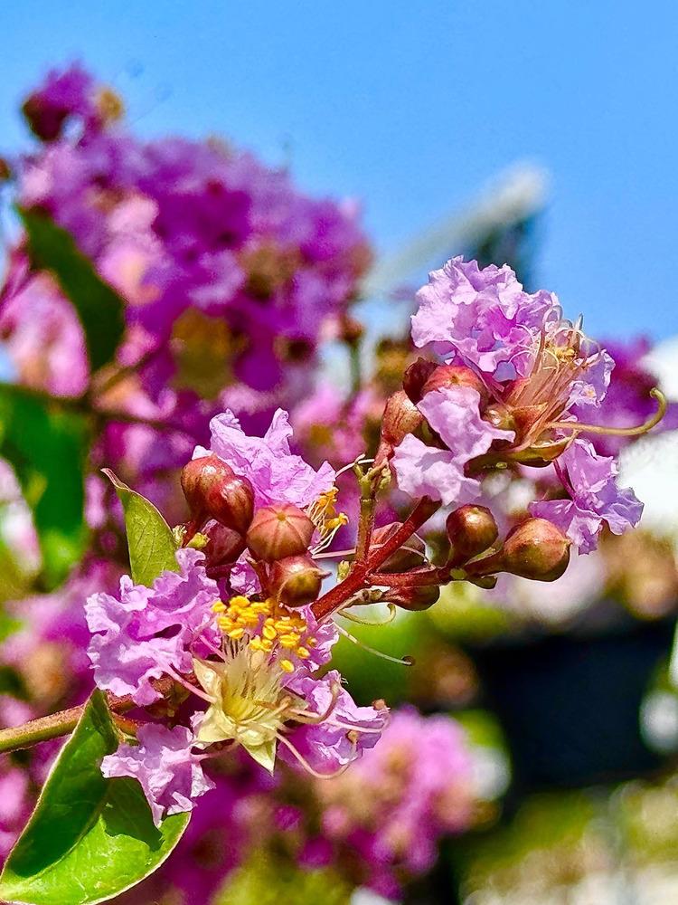 California - Xứ Hoa Không Hẹn