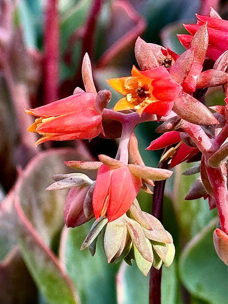 California - Xứ Hoa Không Hẹn