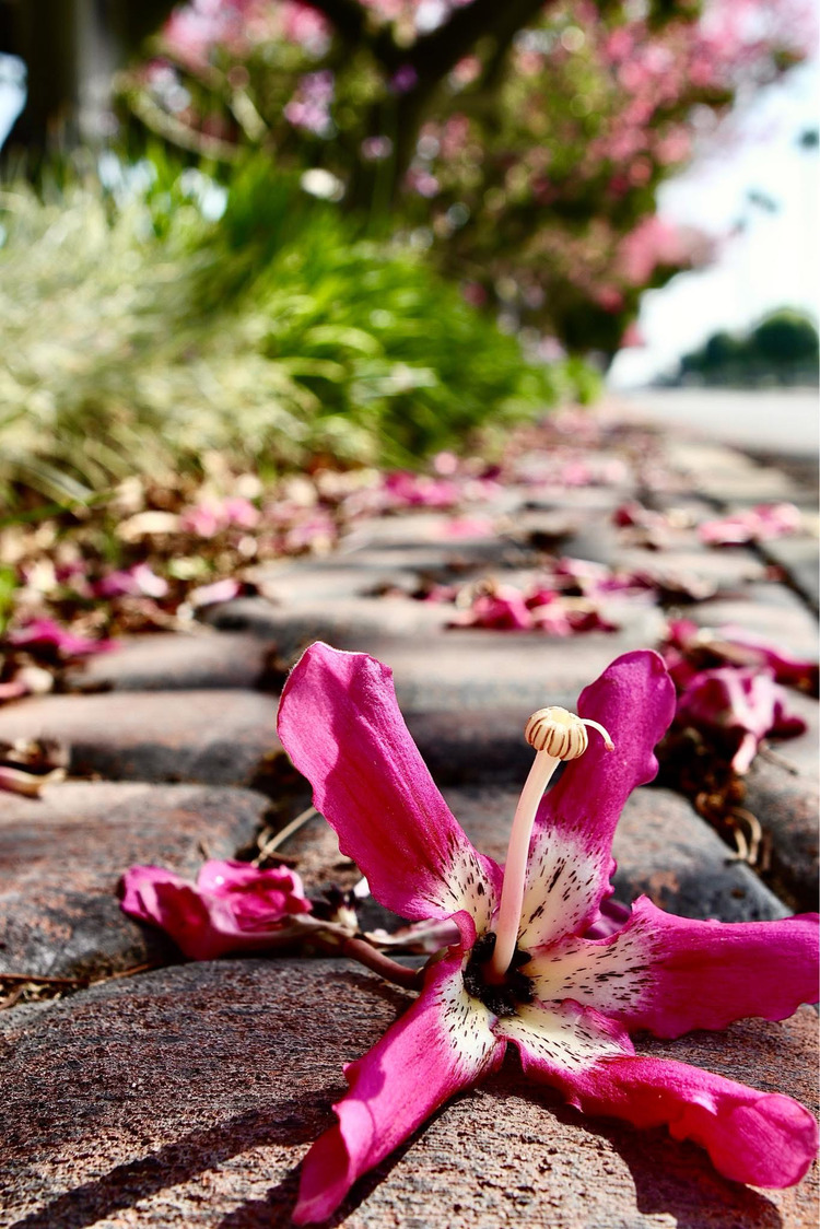 Giữa lối đi trần thế