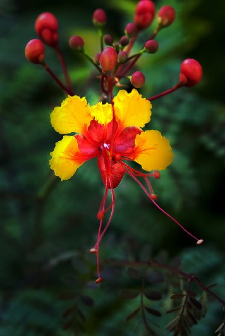 Vườn hoa của ... các bác! Em mời các bác vào đây ... trồng hoa ạ!