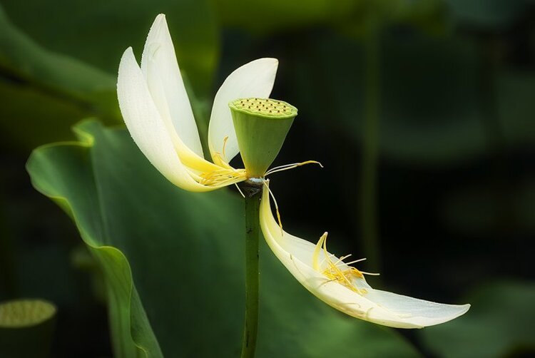 Vườn hoa của ... các bác! Em mời các bác vào đây ... trồng hoa ạ!