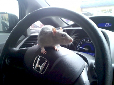 honda-cars-animals-grey-mouse-rats-car-interiors-2048x1536-wallpaper_www.wallmay.com_1.jpg