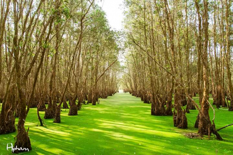 Rừng tràm Tân Lập, Long An Rừng tràm Tân Lập, Long An