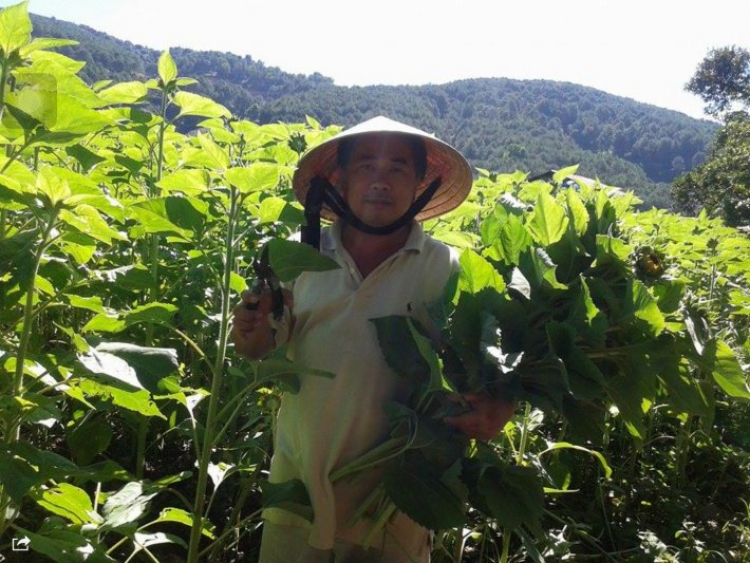 Hợp tác mở trang trại trồng hoa ở dalat Hợp tác mở trang trại trồng hoa ở dalat