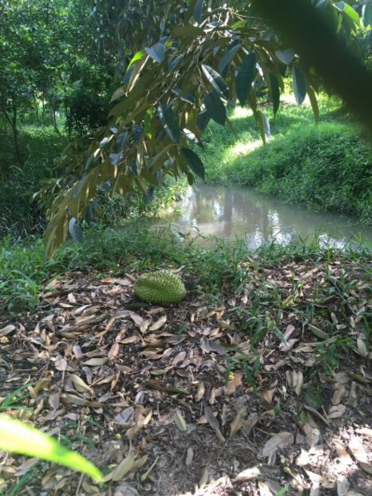 Vista Verde quận 2 Vista Verde quận 2