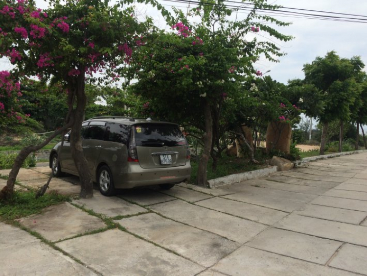 GRANDIS DẬY SÓNG MÕM ĐÁ CHIM GRANDIS DẬY SÓNG MÕM ĐÁ CHIM