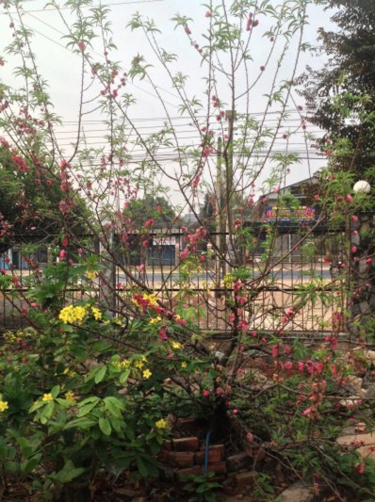 Vista Verde quận 2 Vista Verde quận 2