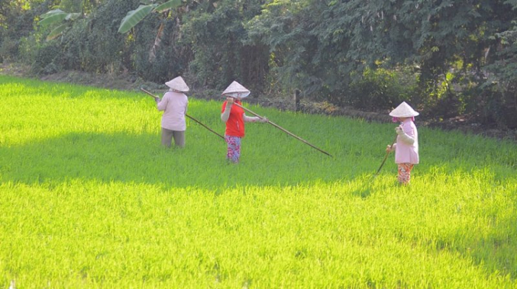 Nhớ Miền Tây! Nhớ Miền Tây!