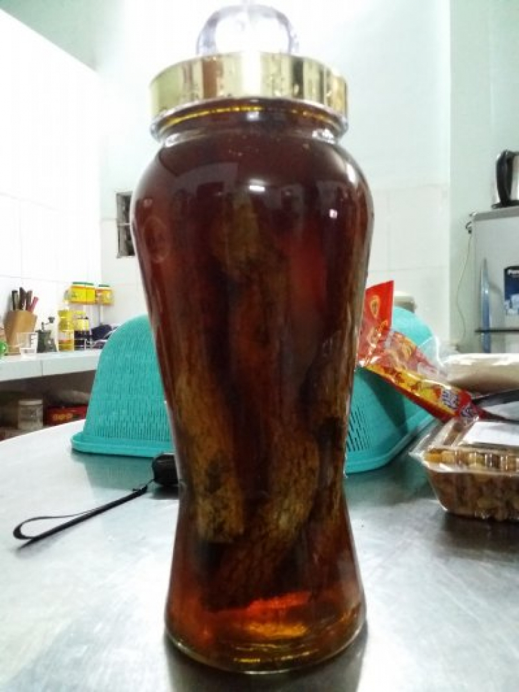Xuân của các Fiater Xuân của các Fiater